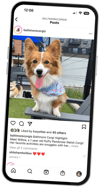 A mobile phone displaying The Baltimore Corgis Instagram page